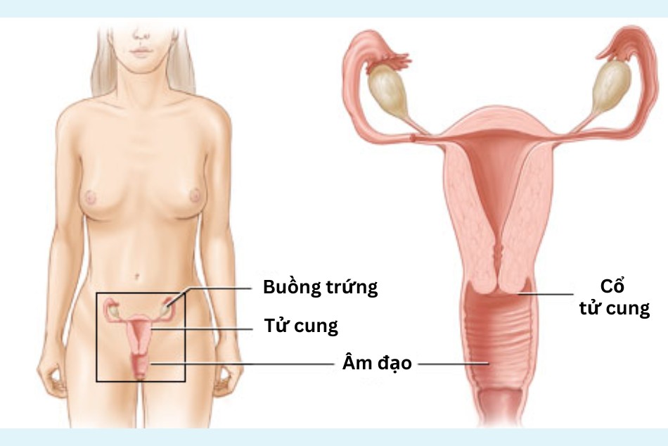 Hình ảnh Vị trí của âm đạo