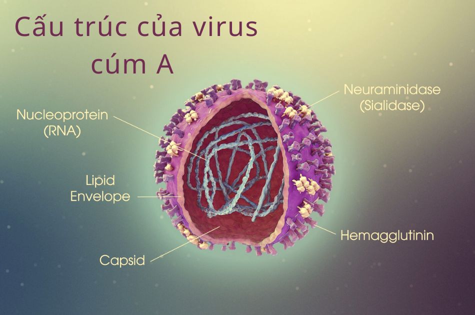 Cấu trúc của virus cúm A